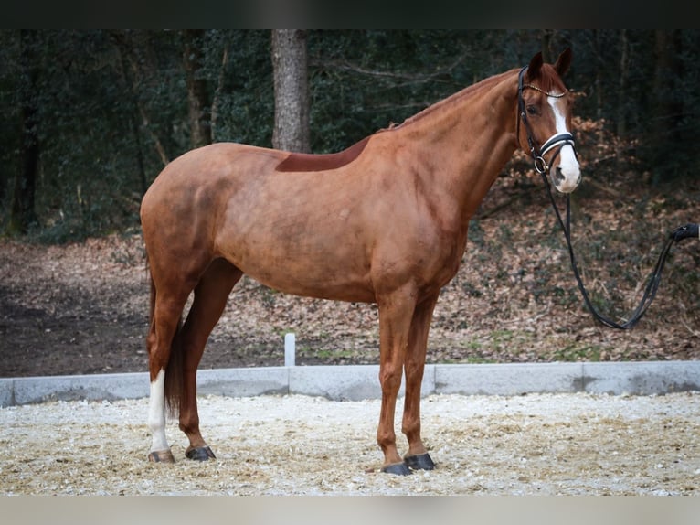 Hannoveraner Stute 8 Jahre 171 cm Fuchs in Wuppertal