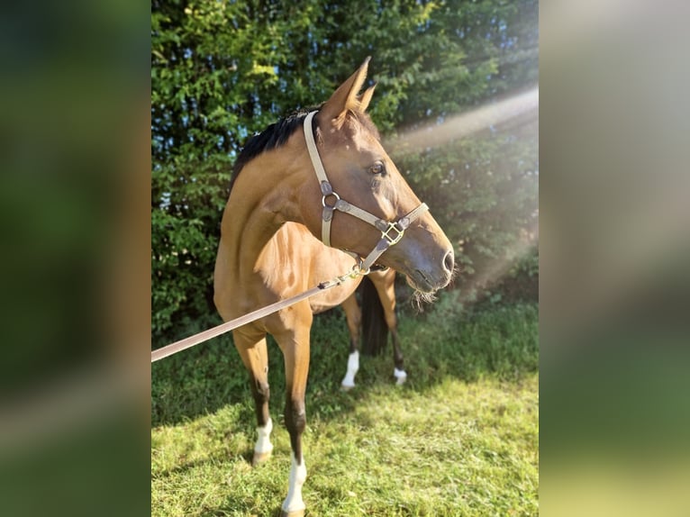 Hannoveraner Stute 8 Jahre 172 cm Brauner in Elchingen