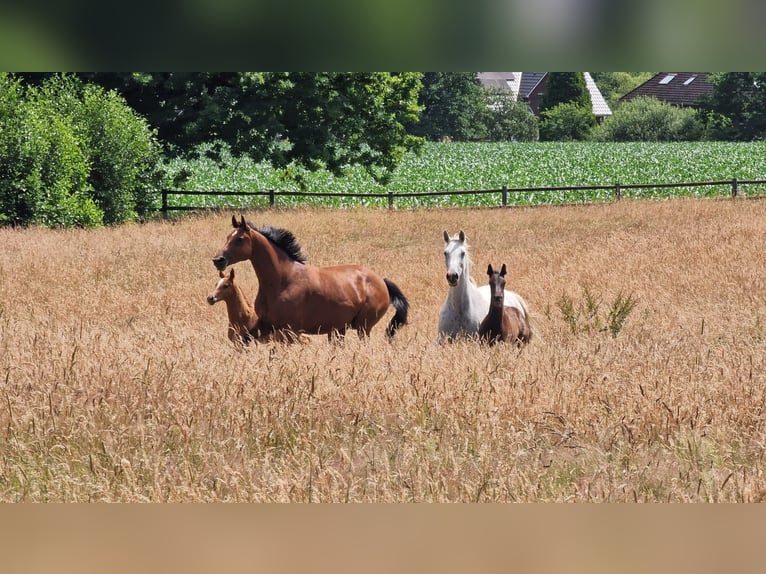 Hannoveraner Stute 8 Jahre 172 cm Brauner in Bargstedt