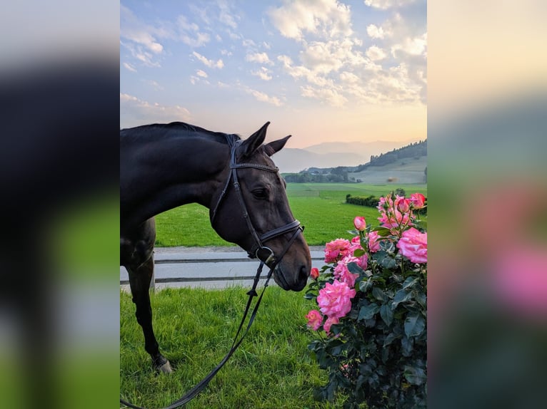 Hannoveraner Stute 8 Jahre 172 cm Dunkelbrauner in Laßnitzhöhe