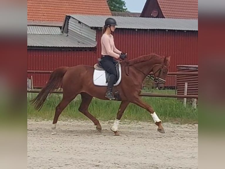 Hannoveraner Stute 8 Jahre 172 cm Fuchs in Tiddische