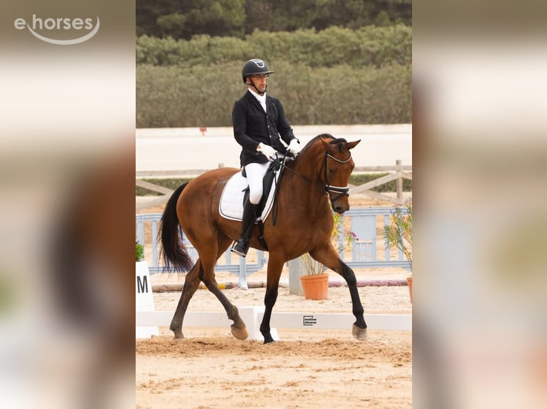 Hannoveraner Stute 8 Jahre 172 cm Hellbrauner in Ciutadella De Menorca