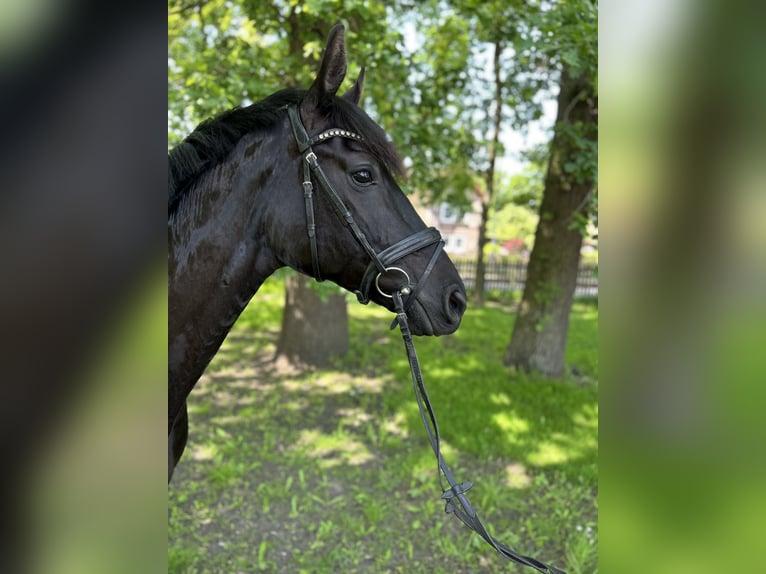 Hannoveraner Stute 8 Jahre 172 cm Rappe in Celle