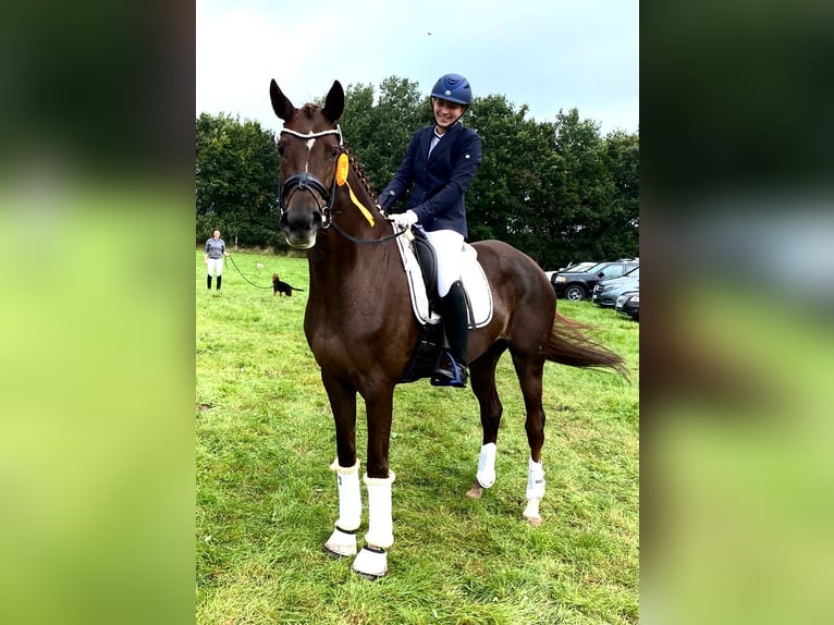 Hannoveraner Stute 8 Jahre 173 cm Dunkelfuchs in Deinstedt