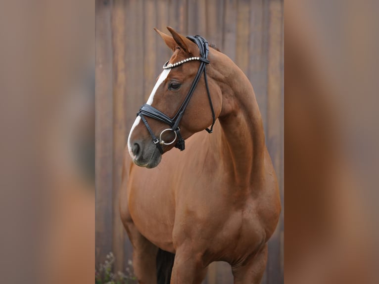 Hannoveraner Stute 8 Jahre 173 cm Fuchs in Loxstedt