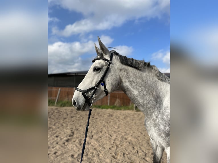 Hannoveraner Stute 8 Jahre 173 cm Schimmel in Uelzen