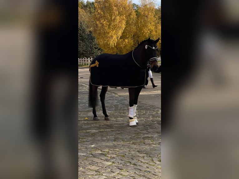 Hannoveraner Stute 8 Jahre 174 cm Brauner in Rotenburg (Wümme)