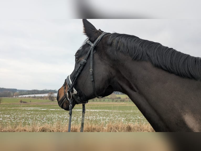 Hannoveraner Stute 8 Jahre 174 cm Dunkelbrauner in Bienenb&#xFC;ttel