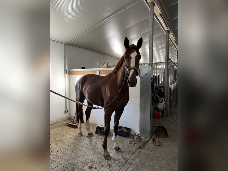 Hannoveraner Stute 8 Jahre 174 cm Fuchs in Erkelenz