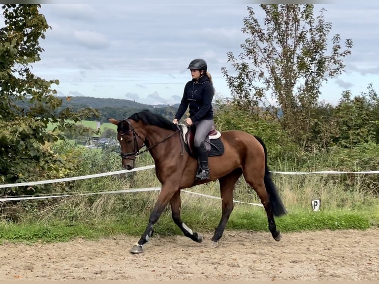 Hannoveraner Stute 8 Jahre 175 cm Brauner in Overath