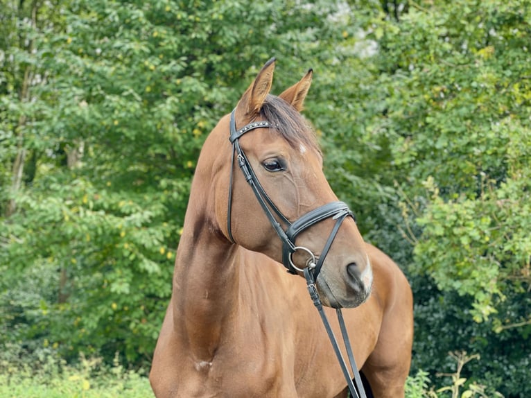 Hannoveraner Stute 8 Jahre 175 cm Brauner in Overath