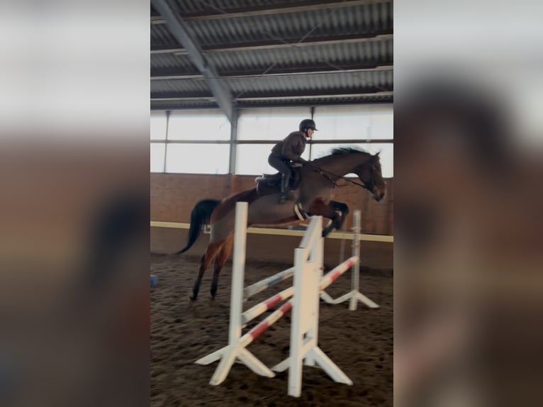 Hannoveraner Stute 8 Jahre 175 cm Brauner in Salzhausen