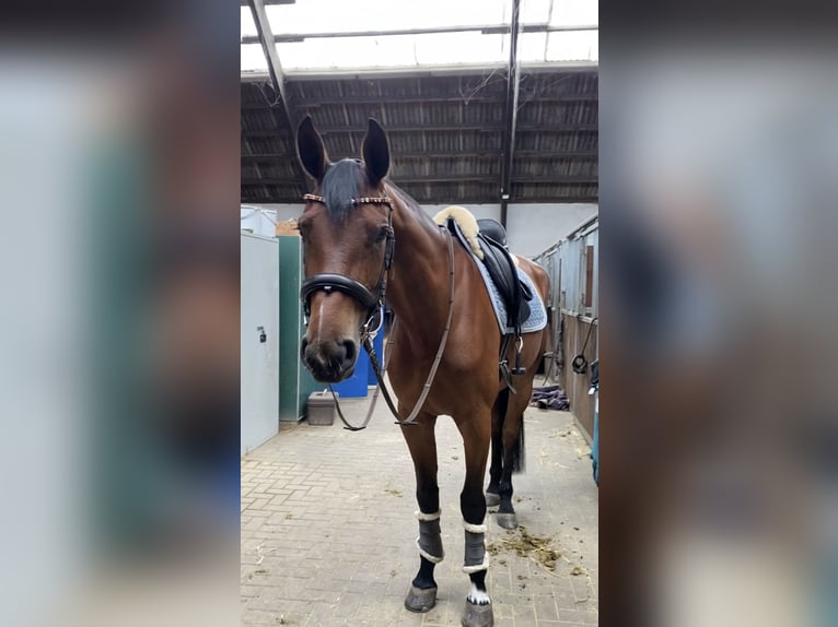 Hannoveraner Stute 8 Jahre 175 cm Brauner in Salzhausen