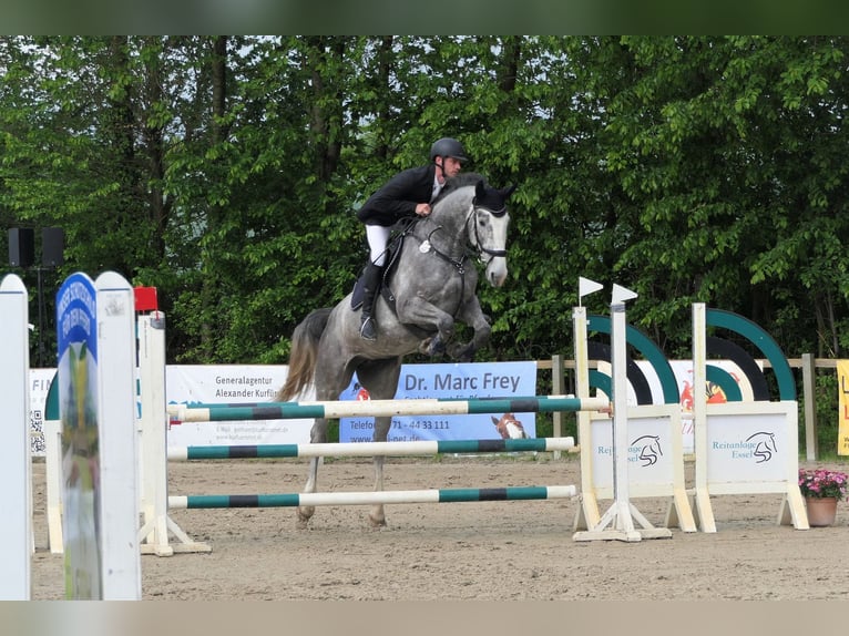 Hannoveraner Stute 8 Jahre 175 cm Schimmel in Wedemark