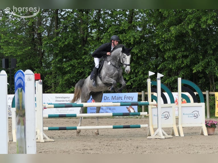 Hannoveraner Stute 8 Jahre 175 cm Schimmel in Wedemark