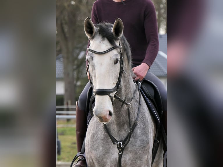 Hannoveraner Stute 8 Jahre 175 cm Schimmel in Wedemark