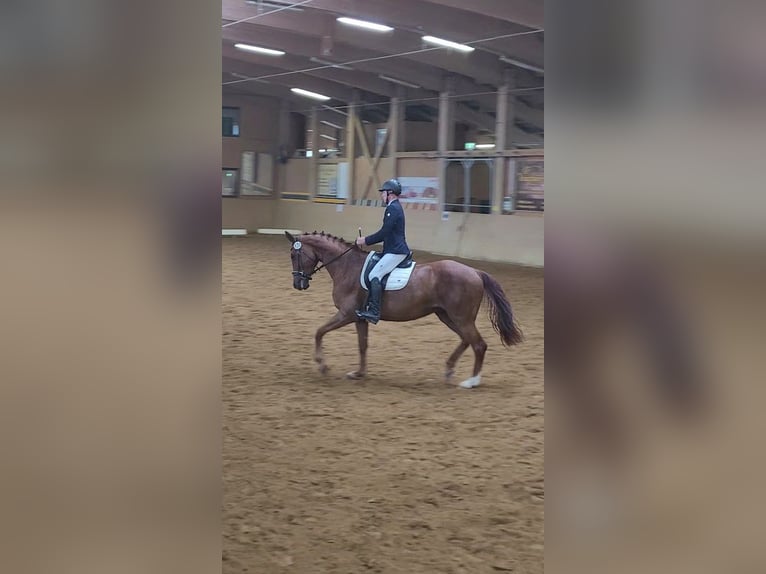 Hannoveraner Stute 8 Jahre 176 cm Fuchs in Burgstädt