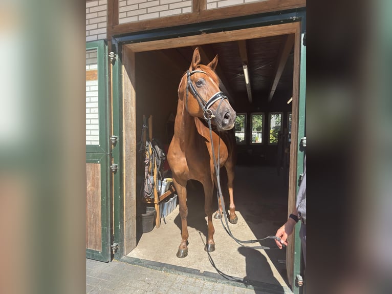 Hannoveraner Stute 8 Jahre 178 cm Fuchs in GROTE-BROGEL