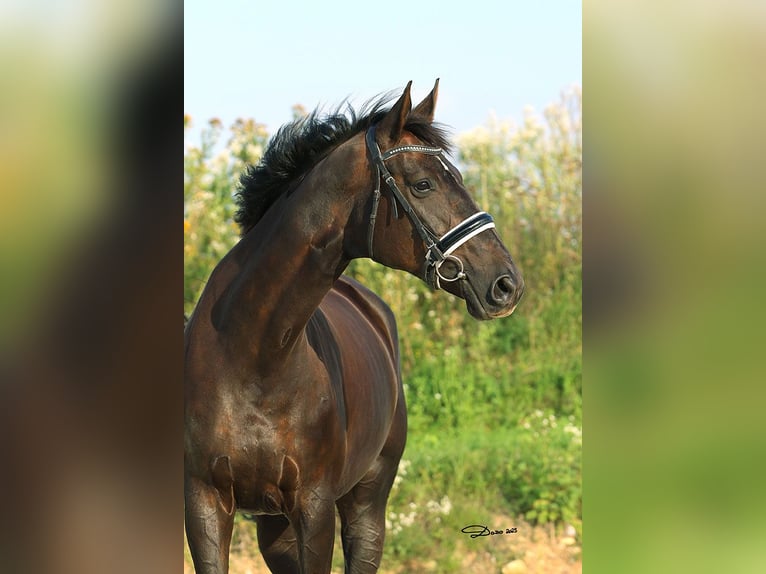 Hannoveraner Stute 8 Jahre 178 cm Rappe in Schlatt