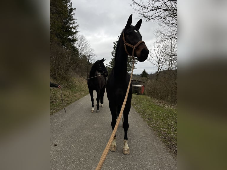 Hannoveraner Stute 8 Jahre 179 cm Brauner in Sigmaringen