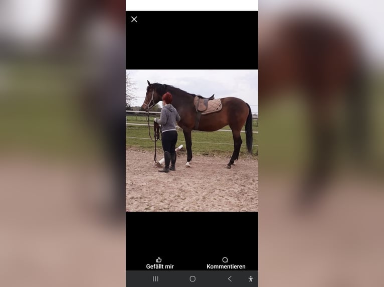 Hannoveraner Stute 8 Jahre 182 cm Brauner in Selfkant