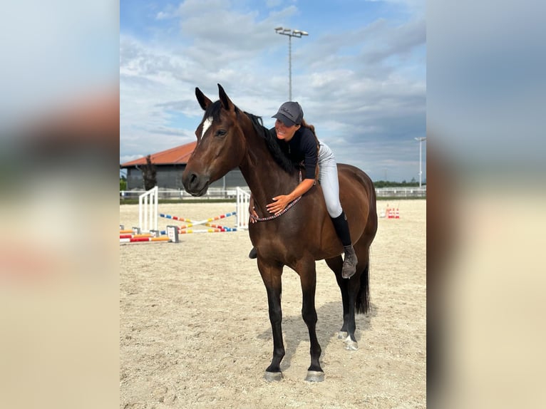 Hannoveraner Stute 8 Jahre Brauner in Frankfurt am Main