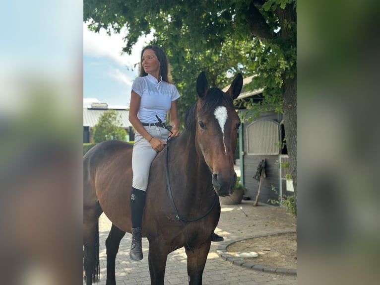 Hannoveraner Stute 8 Jahre Brauner in Frankfurt am Main