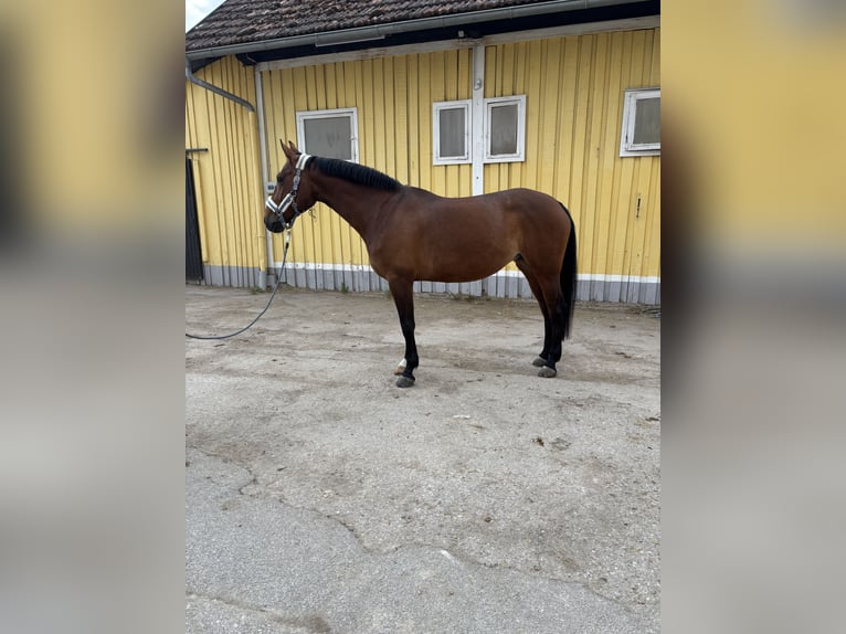 Hannoveraner Stute 8 Jahre Brauner in Kirchberg-Thening