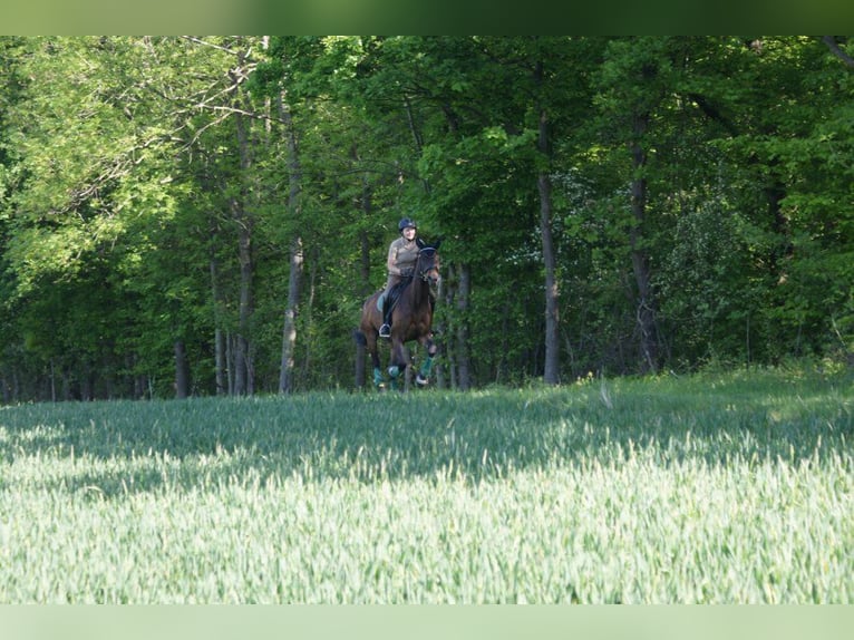 Hannoveraner Stute 8 Jahre in Neu-Eichenberg