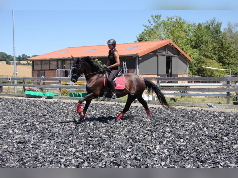 Hannoveraner Stute 8 Jahre in Neu-Eichenberg
