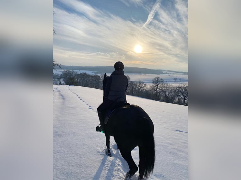 Hannoveraner Stute 8 Jahre in Neu-Eichenberg