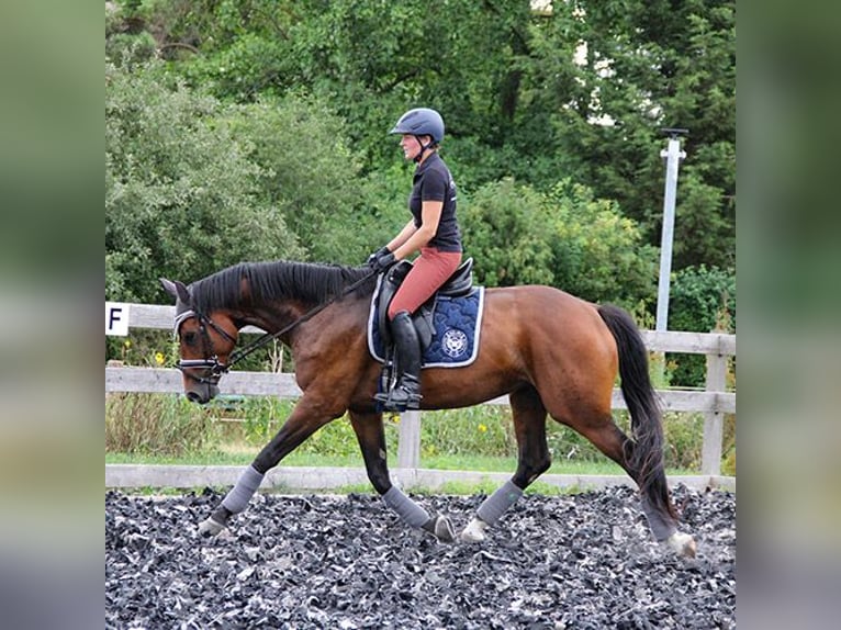Hannoveraner Stute 8 Jahre in Neu-Eichenberg