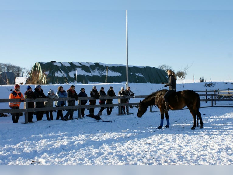 Hannoveraner Stute 8 Jahre in Neu-Eichenberg