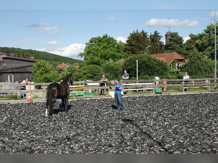 Hannoveraner Stute 8 Jahre in Neu-Eichenberg
