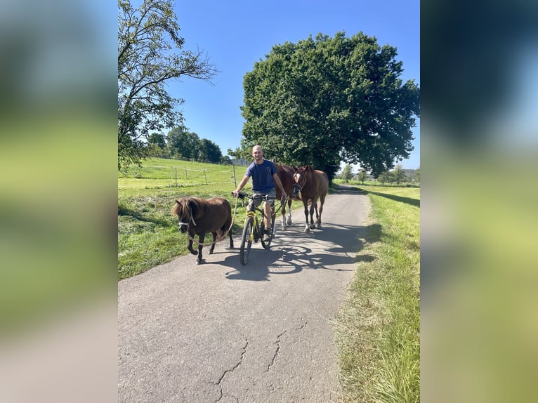 Hannoveraner Stute 9 Jahre 157 cm Fuchs in Laubach