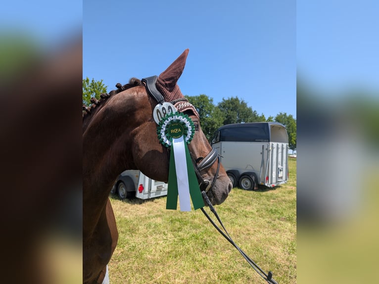 Hannoveraner Stute 9 Jahre 160 cm Dunkelfuchs in Bad Vilbel