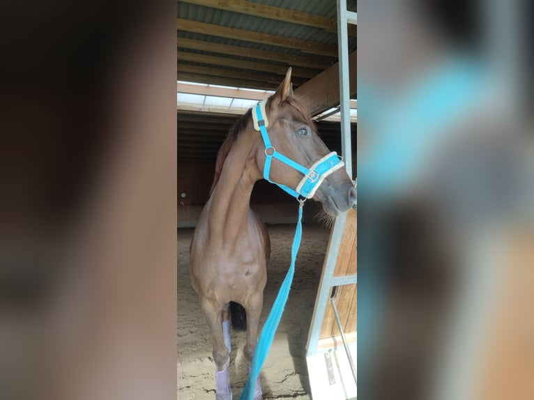 Hannoveraner Stute 9 Jahre 160 cm Dunkelfuchs in Bad Vilbel