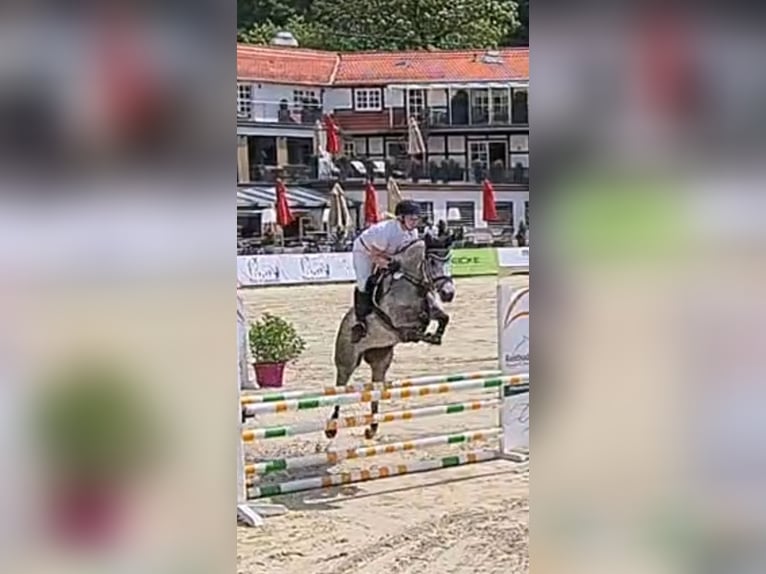 Hannoveraner Stute 9 Jahre 160 cm Schimmel in Burgdorf