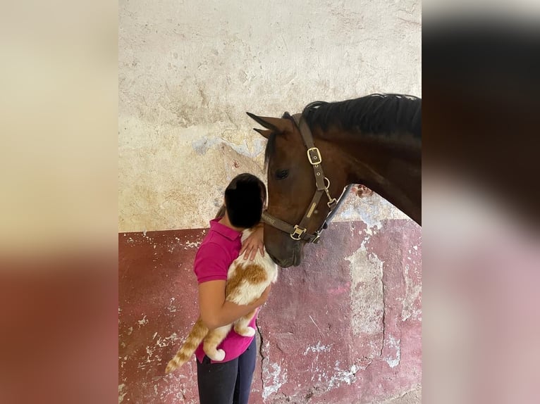 Hannoveraner Stute 9 Jahre 160 cm in Herford