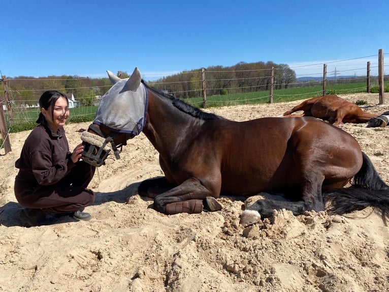 Hannoveraner Stute 9 Jahre 160 cm in Herford