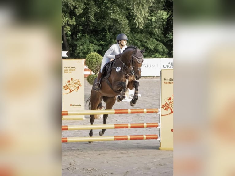 Hannoveraner Stute 9 Jahre 160 cm in Herford