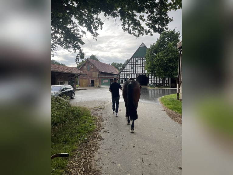 Hannoveraner Stute 9 Jahre 160 cm in Herford