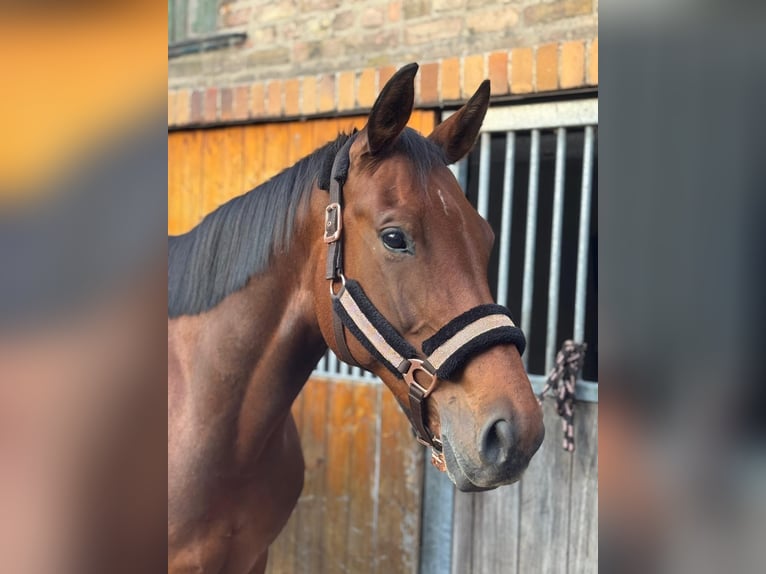 Hannoveraner Stute 9 Jahre 162 cm Brauner in Berlin