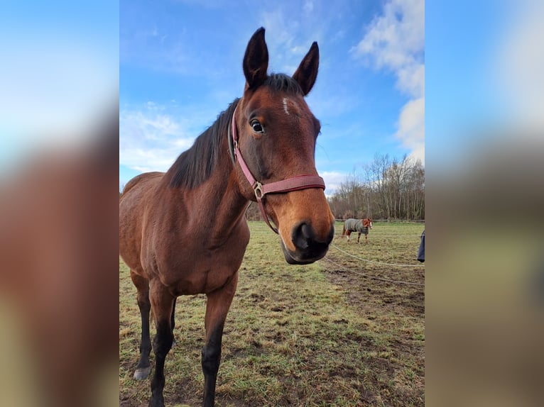 Hannoveraner Stute 9 Jahre 162 cm Brauner in Berlin
