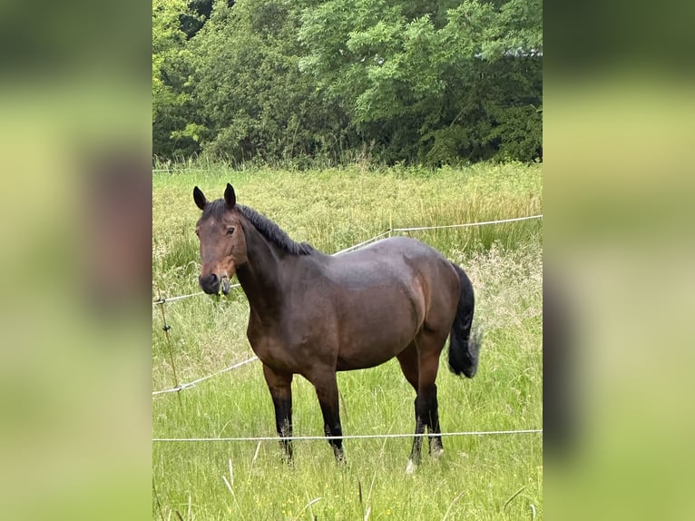 Hannoveraner Stute 9 Jahre 162 cm Dunkelbrauner in Knüllwald