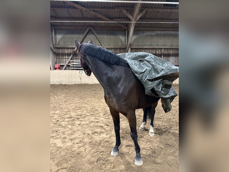 Hannoveraner Stute 9 Jahre 162 cm Dunkelbrauner in Knüllwald