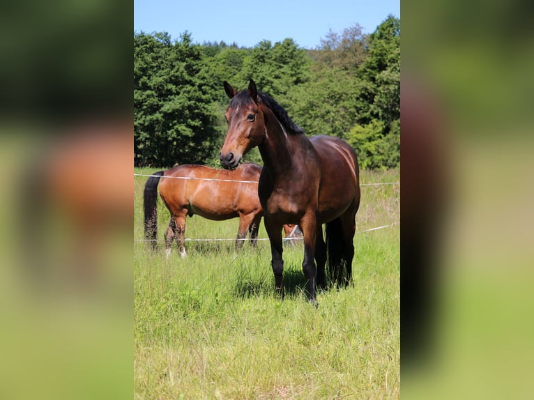 Hannoveraner Stute 9 Jahre 162 cm Dunkelbrauner in Knüllwald