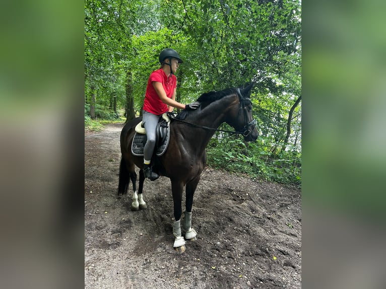 Hannoveraner Stute 9 Jahre 162 cm Dunkelbrauner in Schwerin