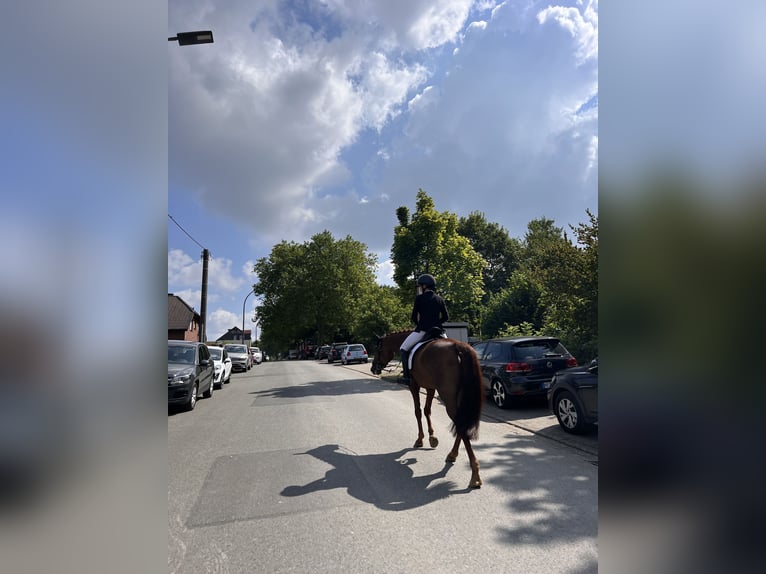 Hannoveraner Stute 9 Jahre 162 cm Dunkelfuchs in Castrop-Rauxel