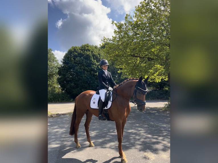 Hannoveraner Stute 9 Jahre 162 cm Dunkelfuchs in Castrop-Rauxel
